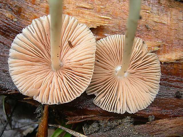 Volvariella spec.